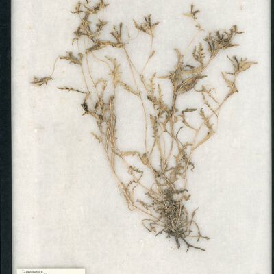 Plant Specimen, Mounted