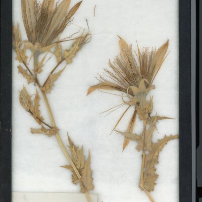 Plant Specimen, Mounted