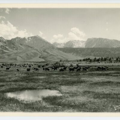 Print, Photographic