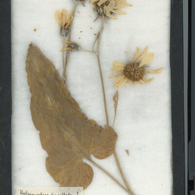 Plant Specimen, Mounted