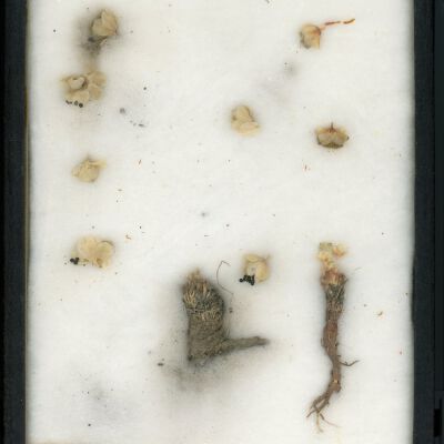 Plant Specimen, Mounted