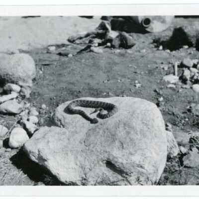 Print, Photographic