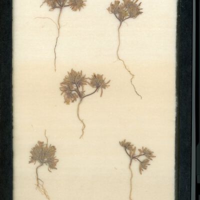 Plant Specimen, Mounted