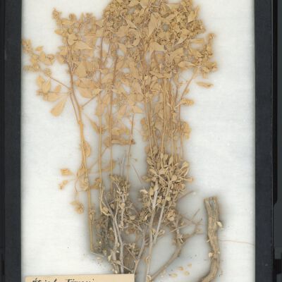 Plant Specimen, Mounted