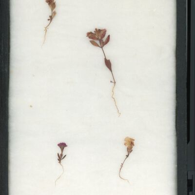 Plant Specimen, Mounted