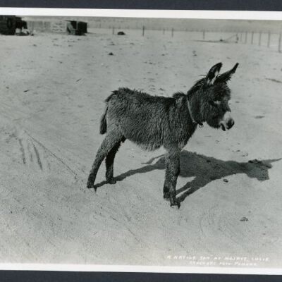 Print, Photographic