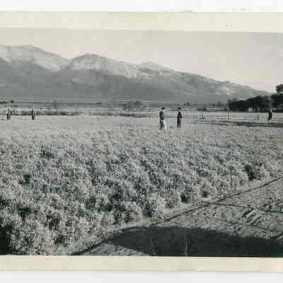 Print, Photographic