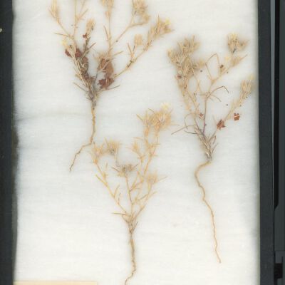 Plant Specimen, Mounted