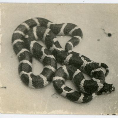 Print, Photographic