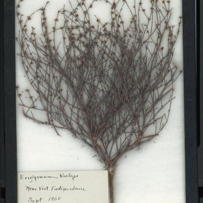 Plant Specimen, Mounted