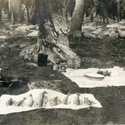 Print, Photographic