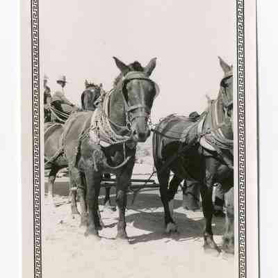 Print, Photographic