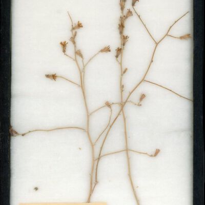 Plant Specimen, Mounted