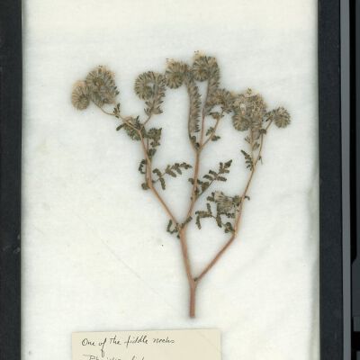 Plant Specimen, Mounted