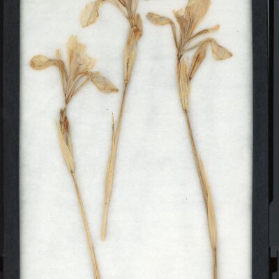 Plant Specimen, Mounted