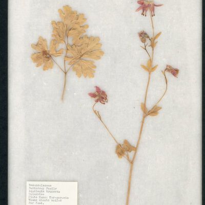 Plant Specimen, Mounted