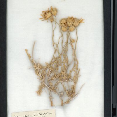 Plant Specimen, Mounted