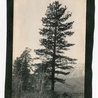 Big Pine, Cal.