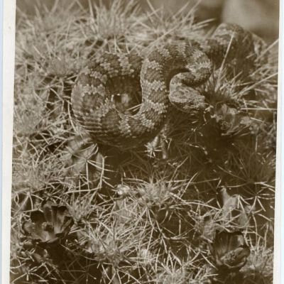 Print, Photographic