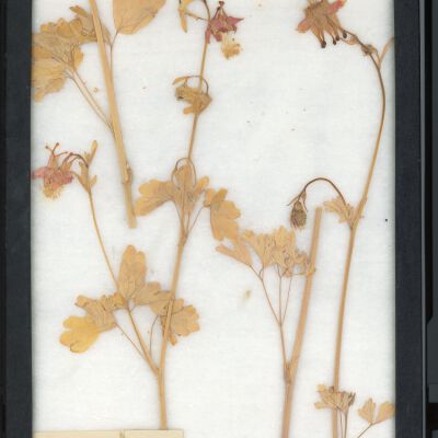 Plant Specimen, Mounted