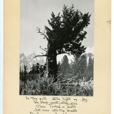 Print, Photographic