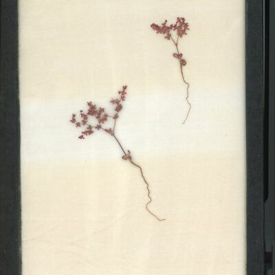 Plant Specimen, Mounted
