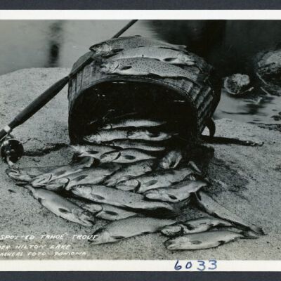 Print, Photographic