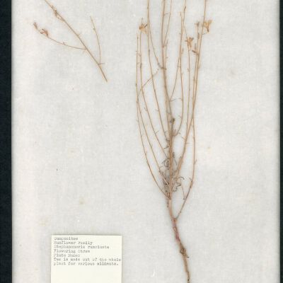Plant Specimen, Mounted