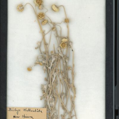 Plant Specimen, Mounted