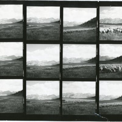 Print, Photographic
