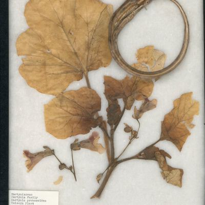 Plant Specimen, Mounted