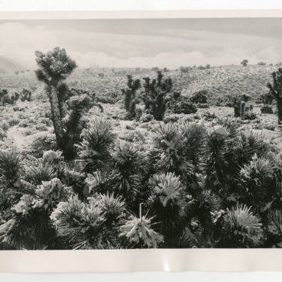 Print, Photographic