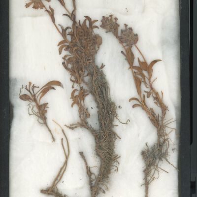 Plant Specimen, Mounted