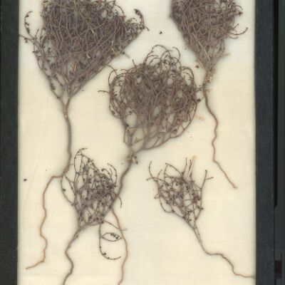 Plant Specimen, Mounted