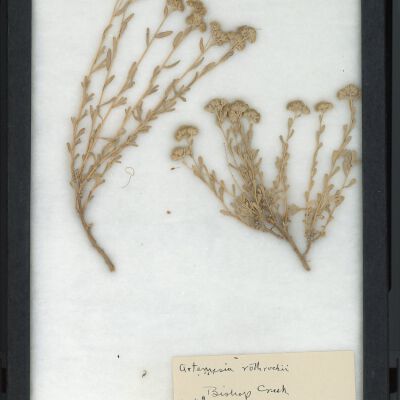 Plant Specimen, Mounted
