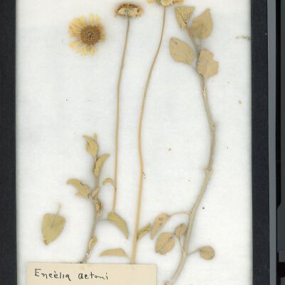 Plant Specimen, Mounted