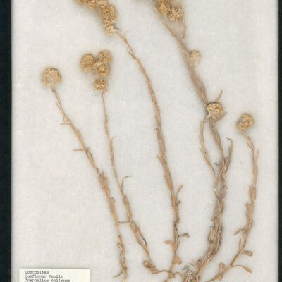 Plant Specimen, Mounted
