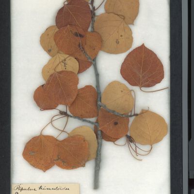 Plant Specimen, Mounted