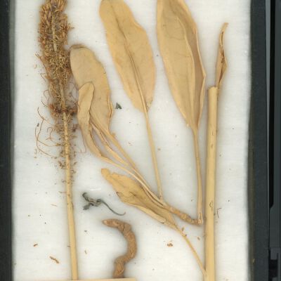 Plant Specimen, Mounted