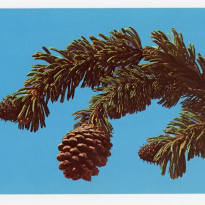 Print, Postcard