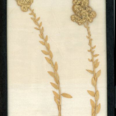 Plant Specimen, Mounted