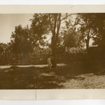 Print, Photographic