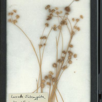 Plant Specimen, Mounted