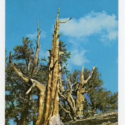 Print, Postcard