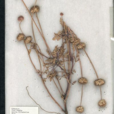 Plant Specimen, Mounted