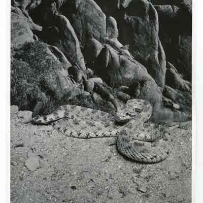 Print, Photographic