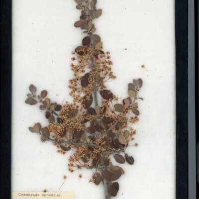 Plant Specimen, Mounted