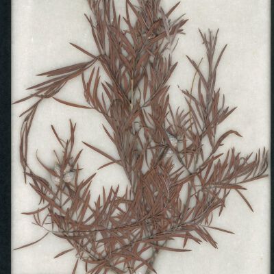 Plant Specimen, Mounted