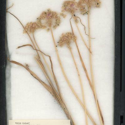 Plant Specimen, Mounted