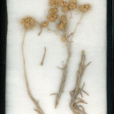 Plant Specimen, Mounted
